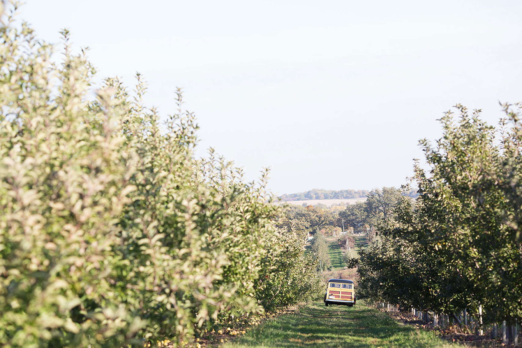 Dana Damewood Photography | Atlanta Georgia product photography fruit trees