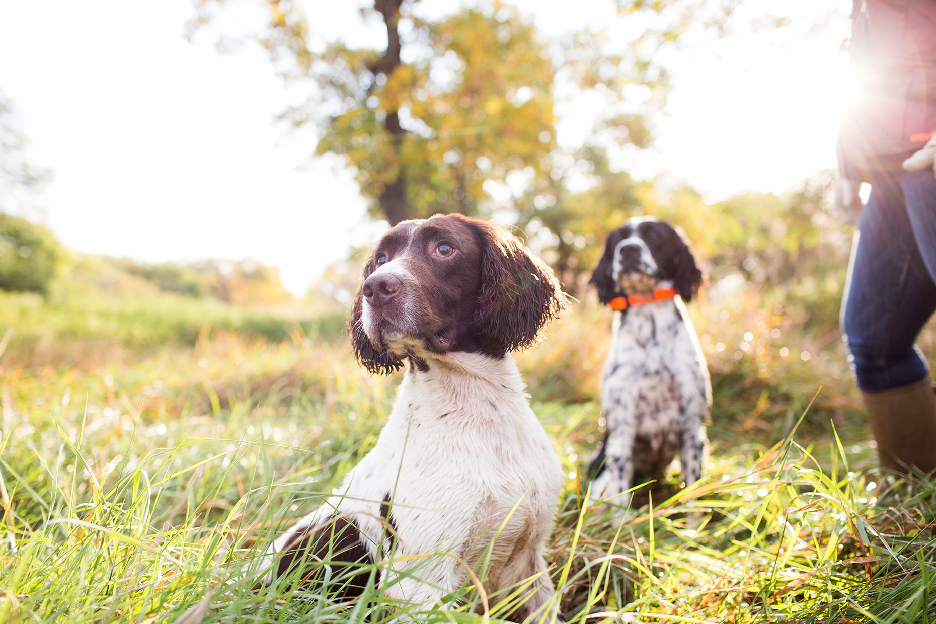 Dana Damewood Photography | Omaha Nebraska dog photography pet