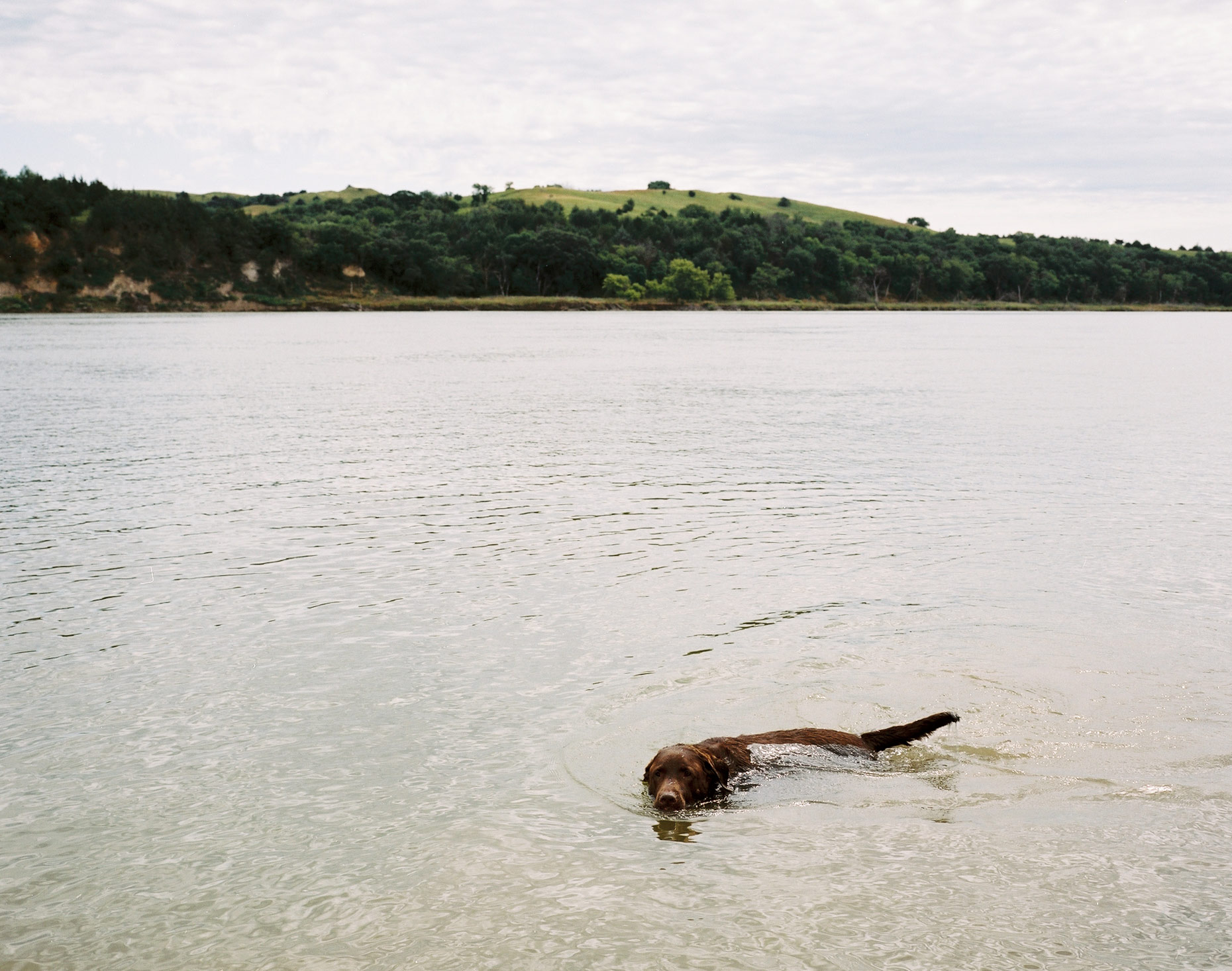 dogswimming