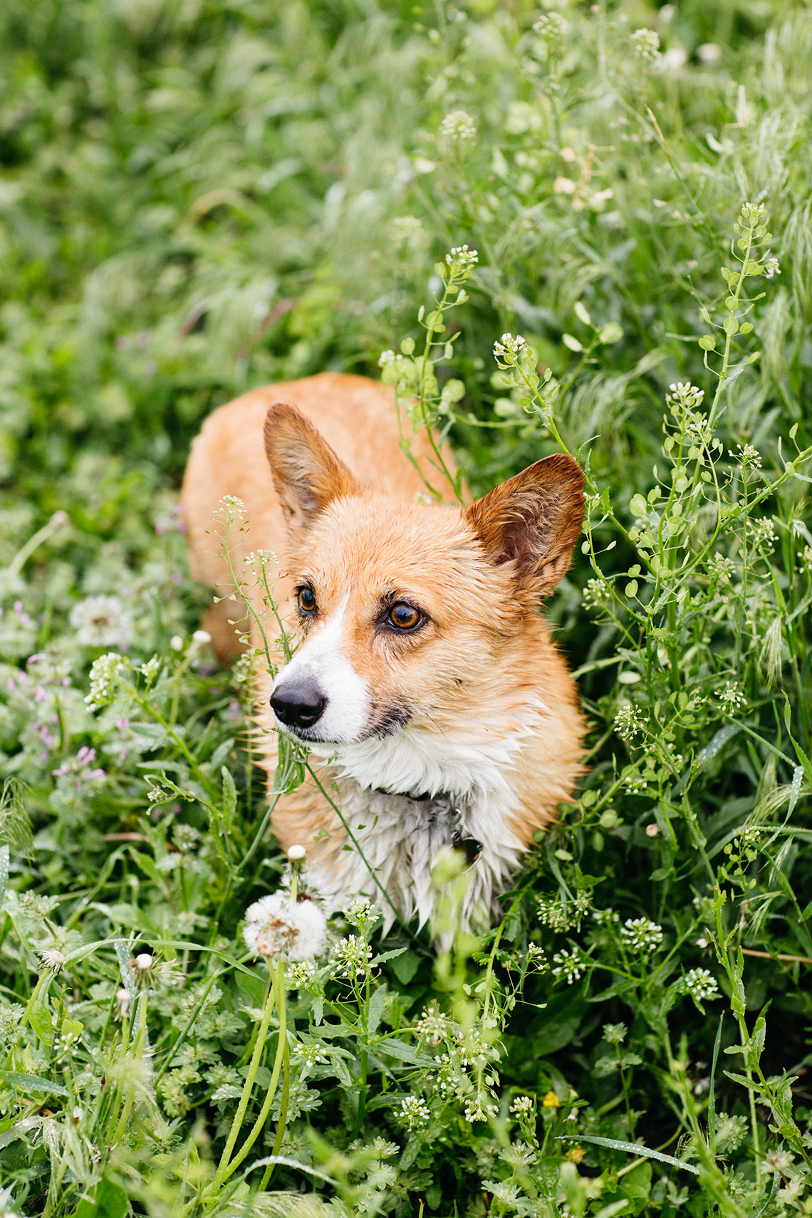 Dana Damewood Photography | Nebraska corporate photography farm to table food photography  dog 