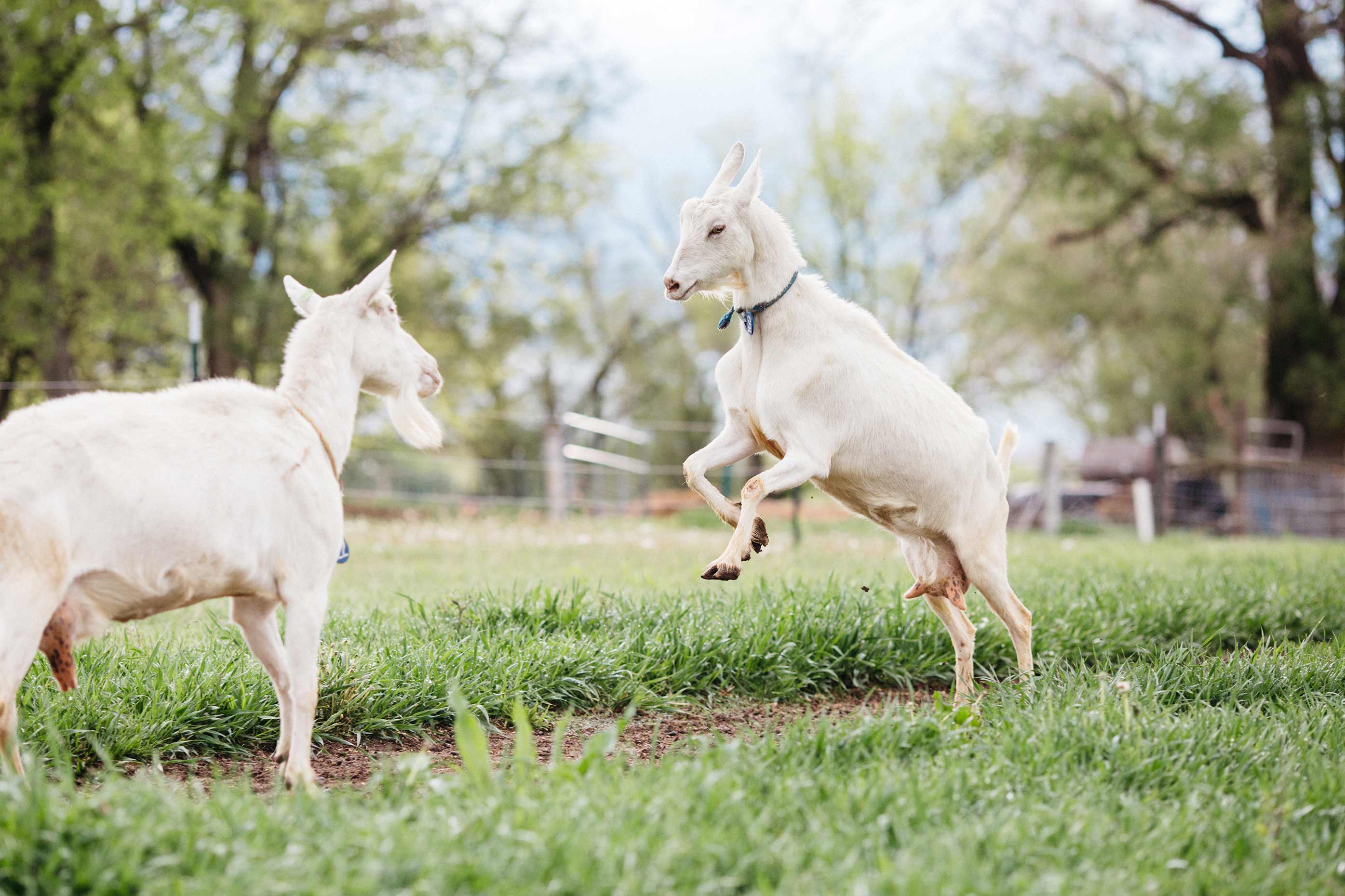 Dana Damewood Photography | Nebraska corporate photography farm to table food photography  16