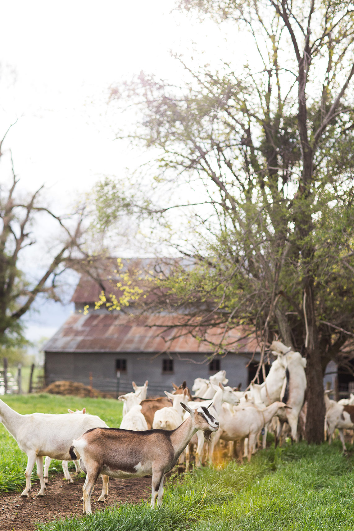 Dana Damewood Photography | Nebraska corporate photography farm to table food photography  6