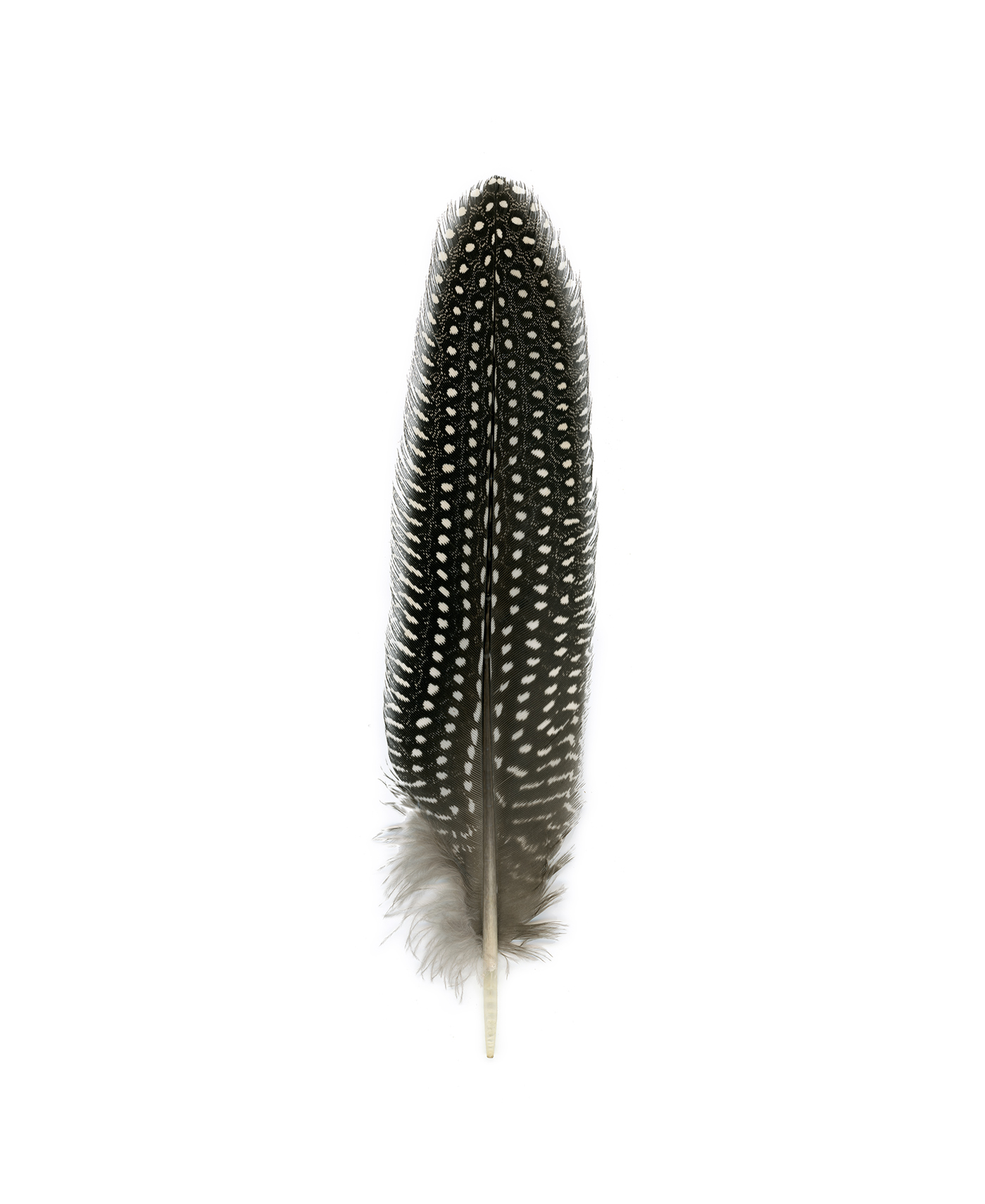 feather1