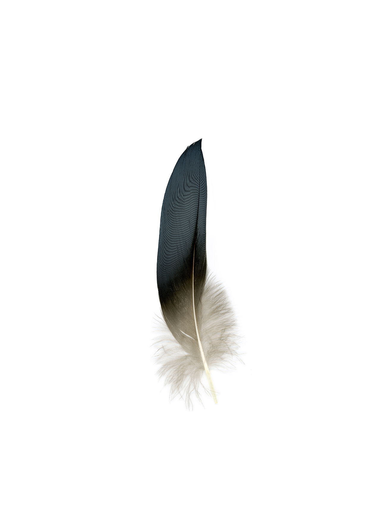 feather10