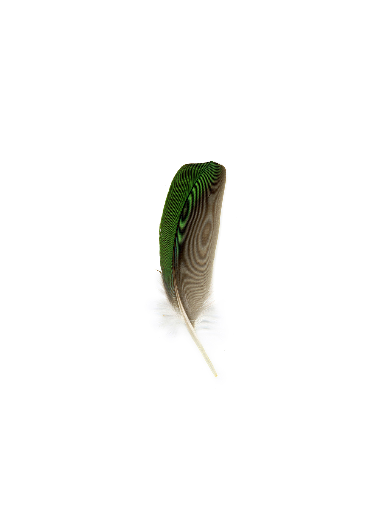 feather15