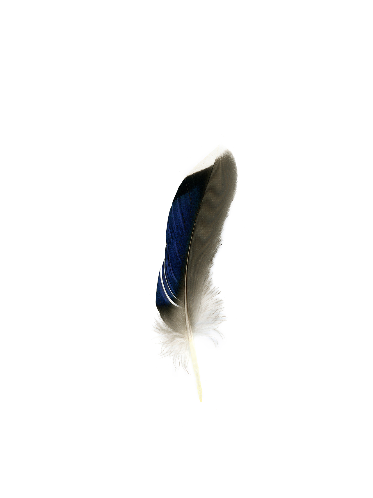 feather18
