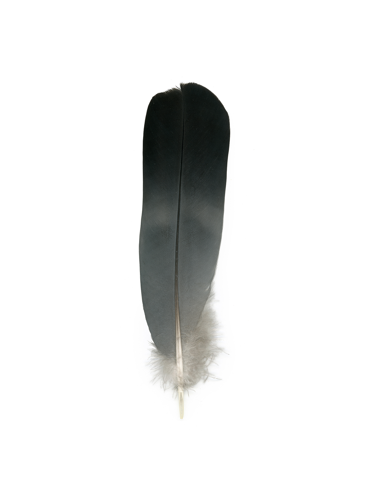 feather2