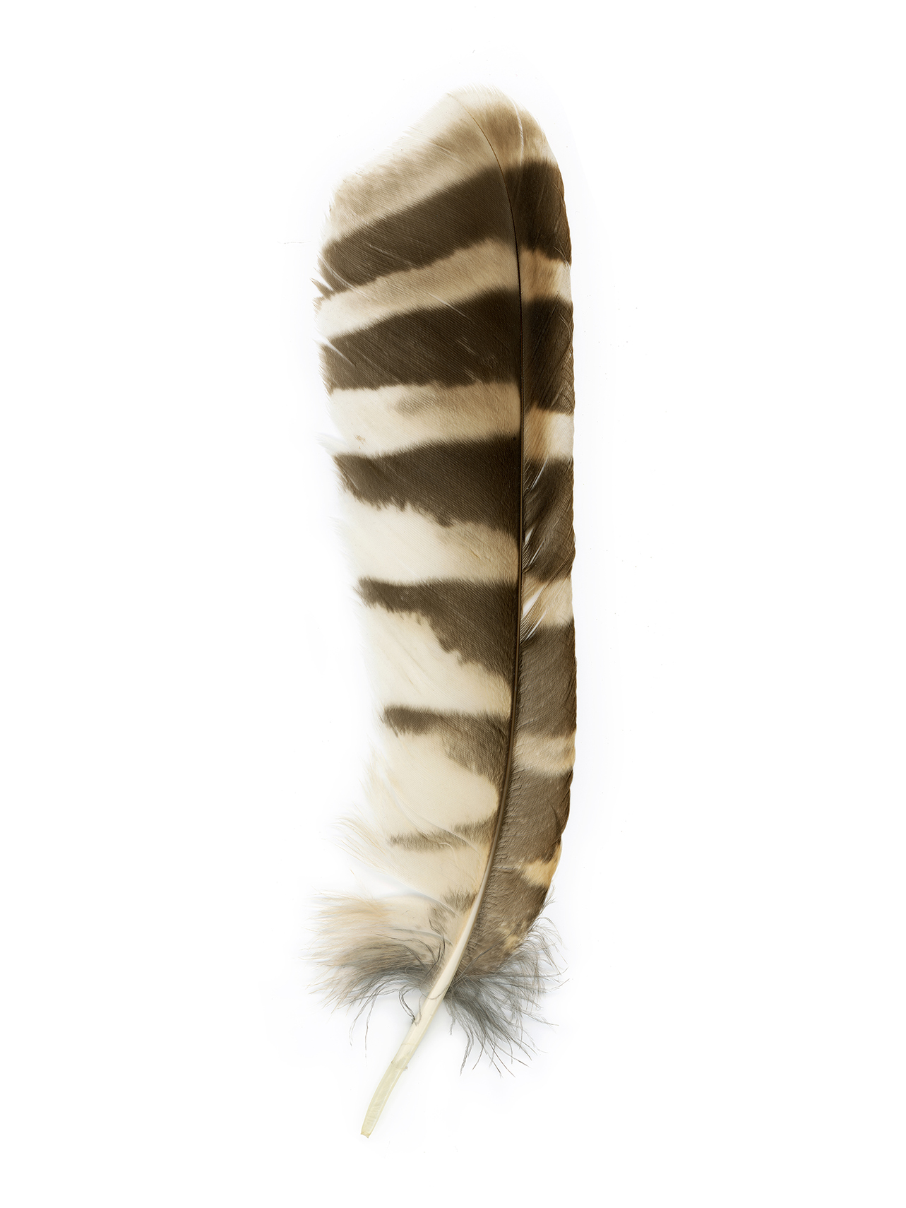 feather3