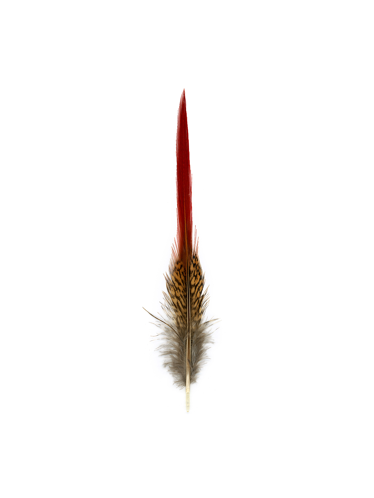 feather4