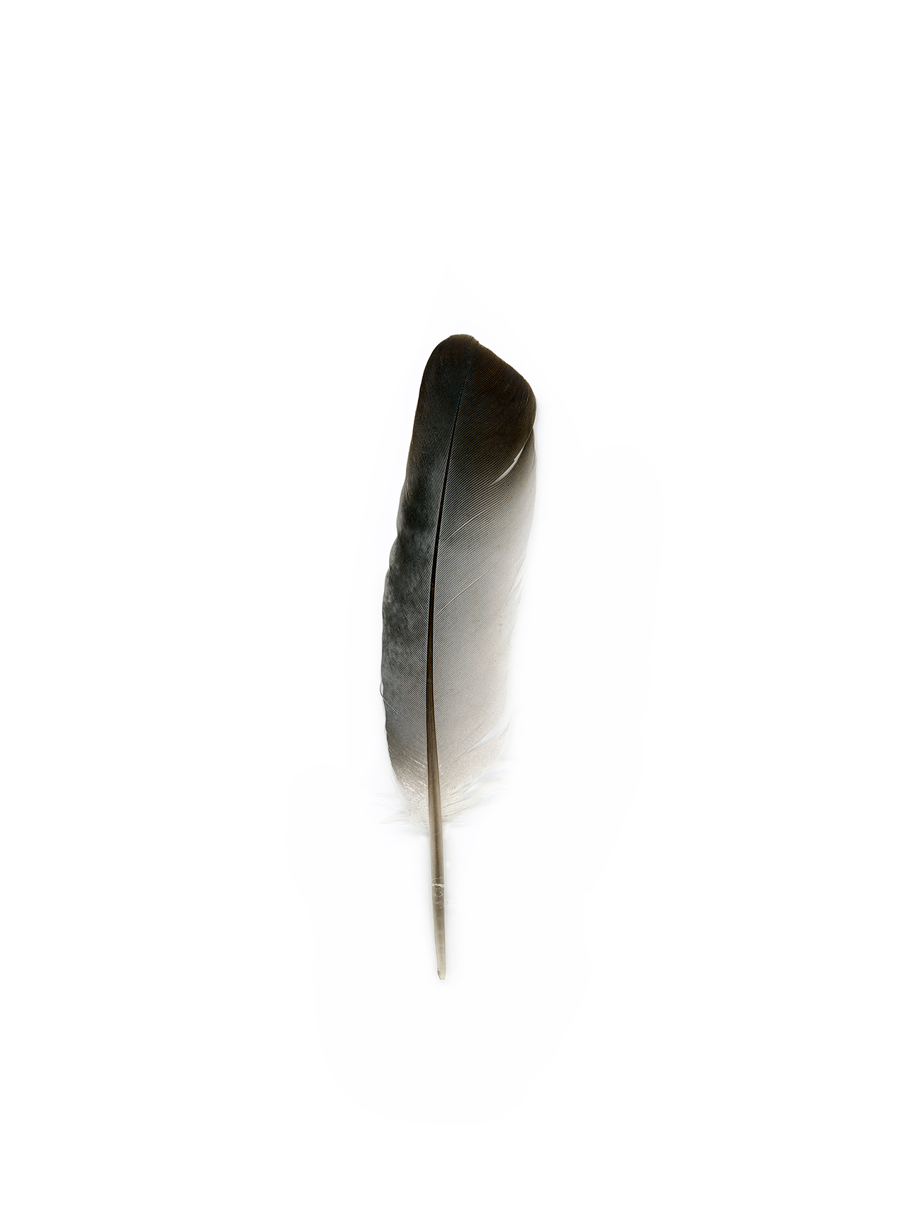 feather5