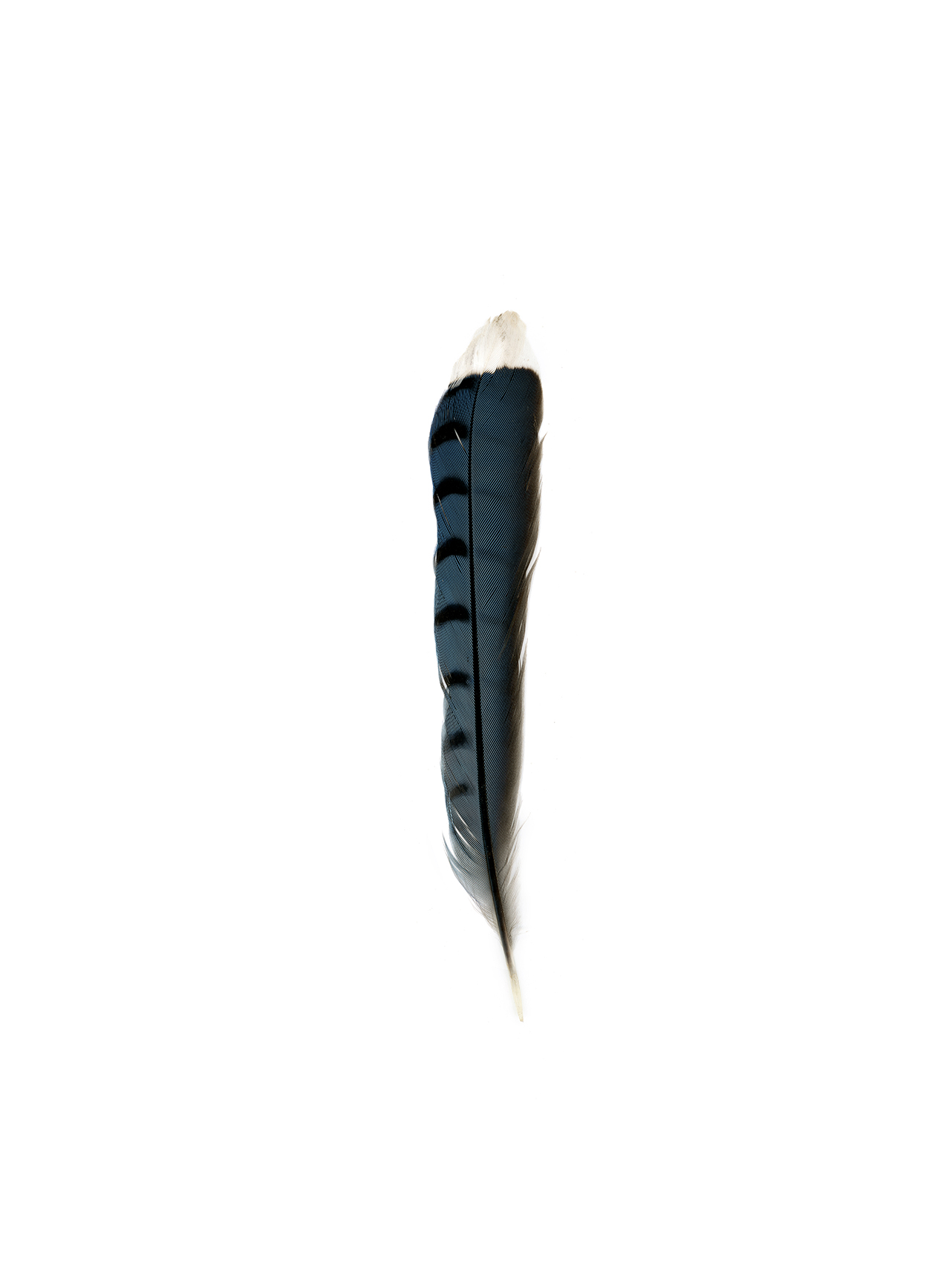 feather6