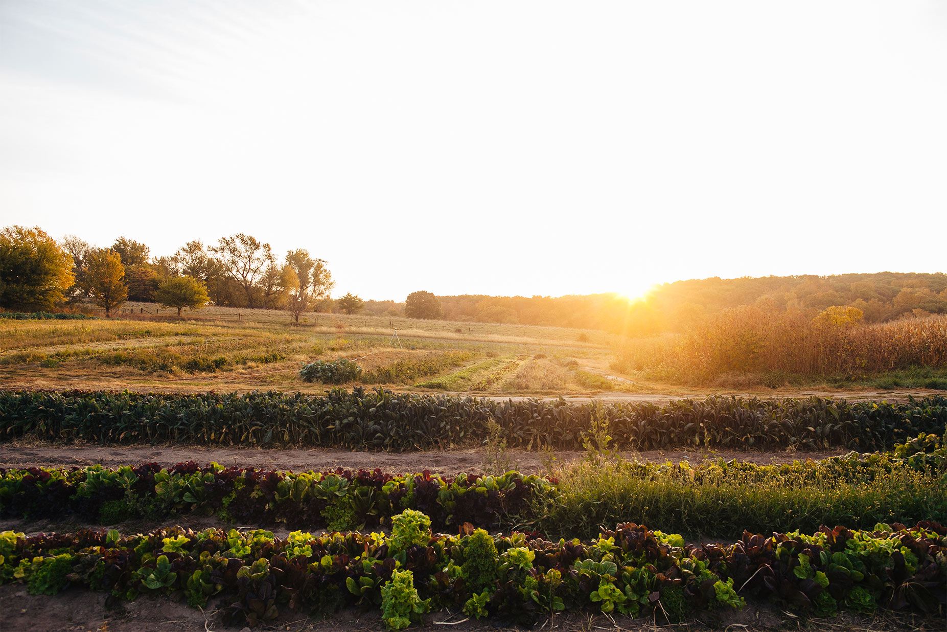 Food Photography and lifestyle shoot Cleverley Farms
